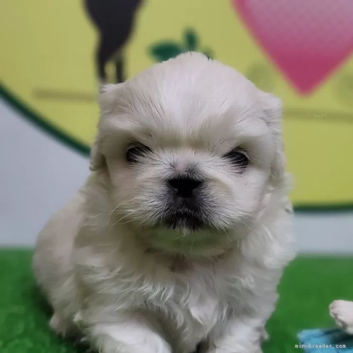 ID:2312-04685の子犬