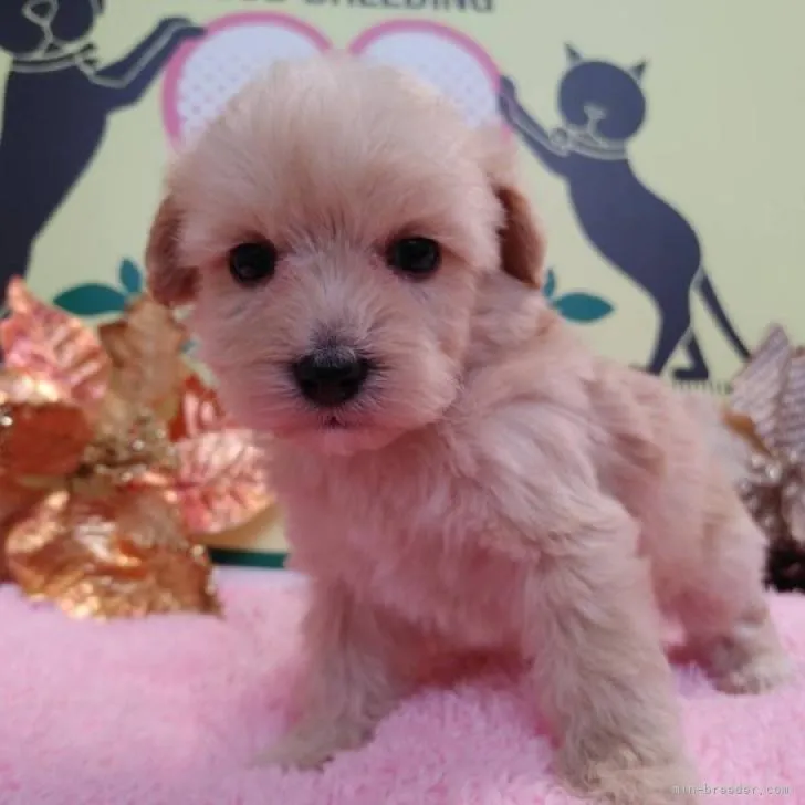 ID:2211-02886の子犬