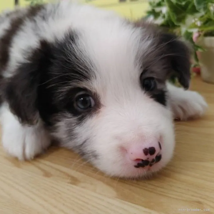 ボーダー 様のお迎えした子犬