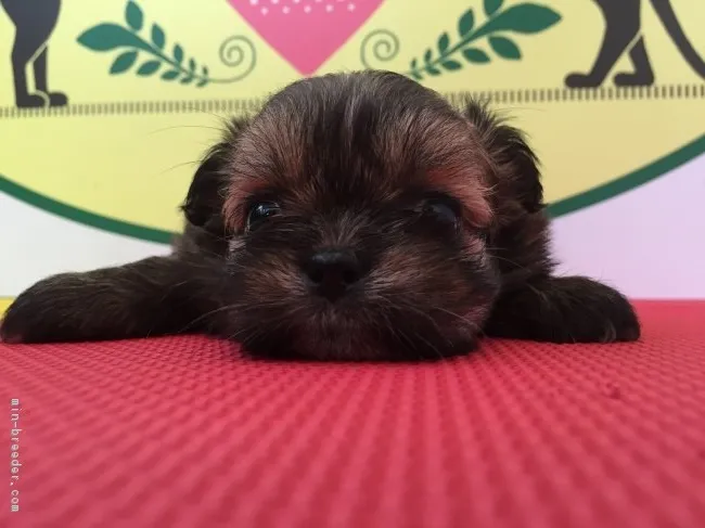 ID:1707-00635の子犬