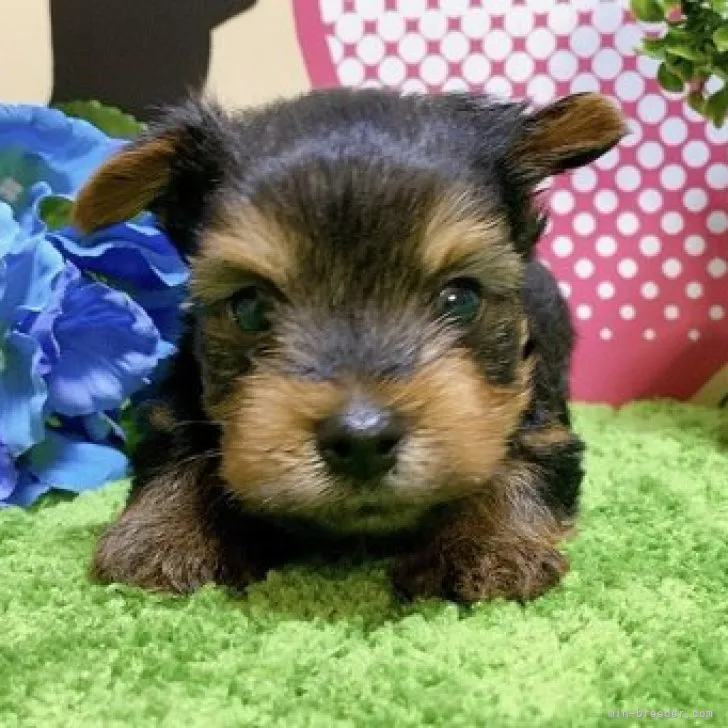 ID：2305-03575の子犬