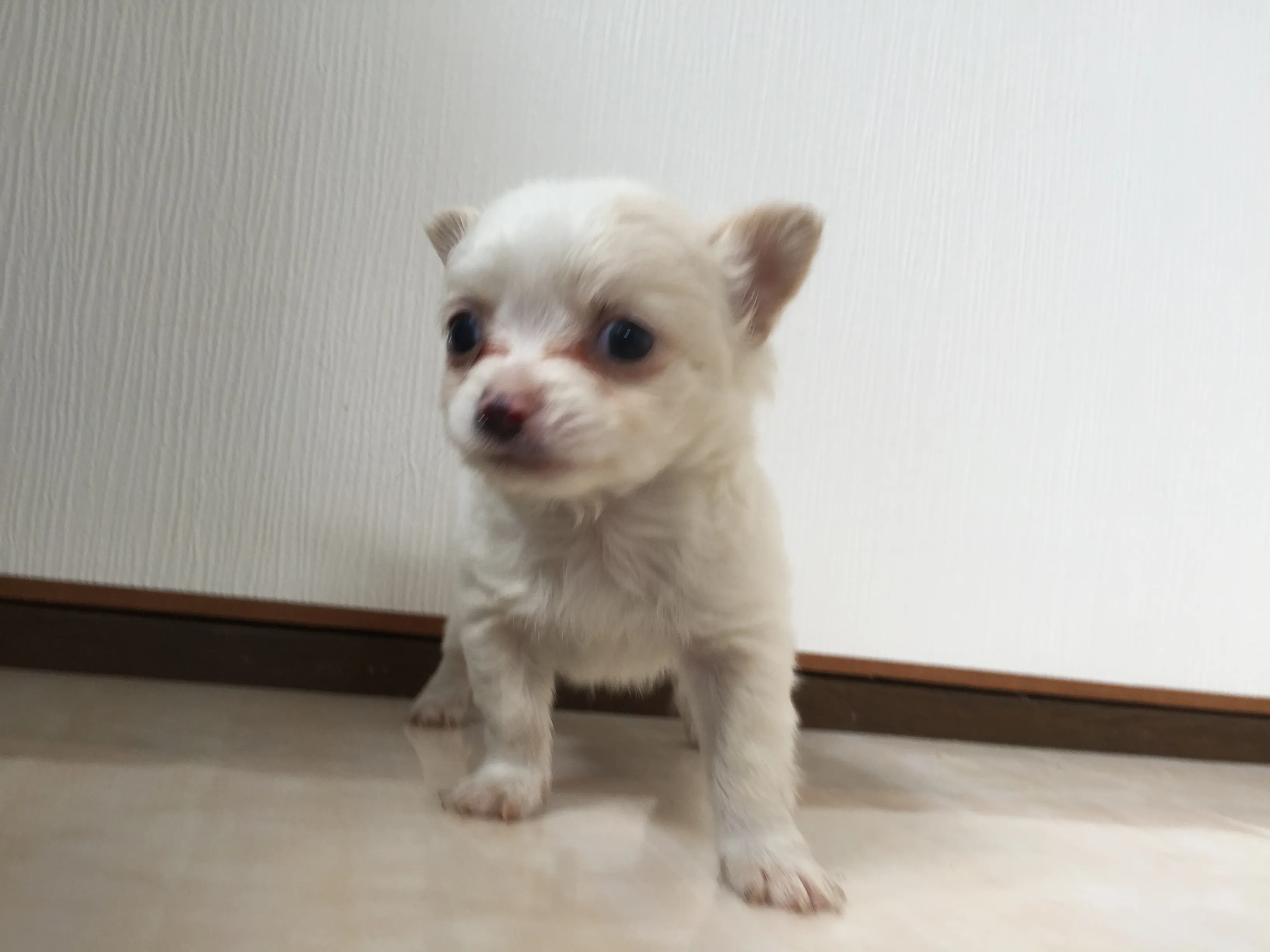 ID:1607-00197の子犬