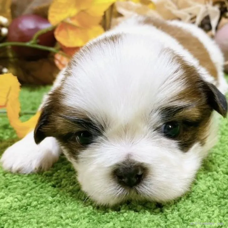 ID:2311-05496の子犬