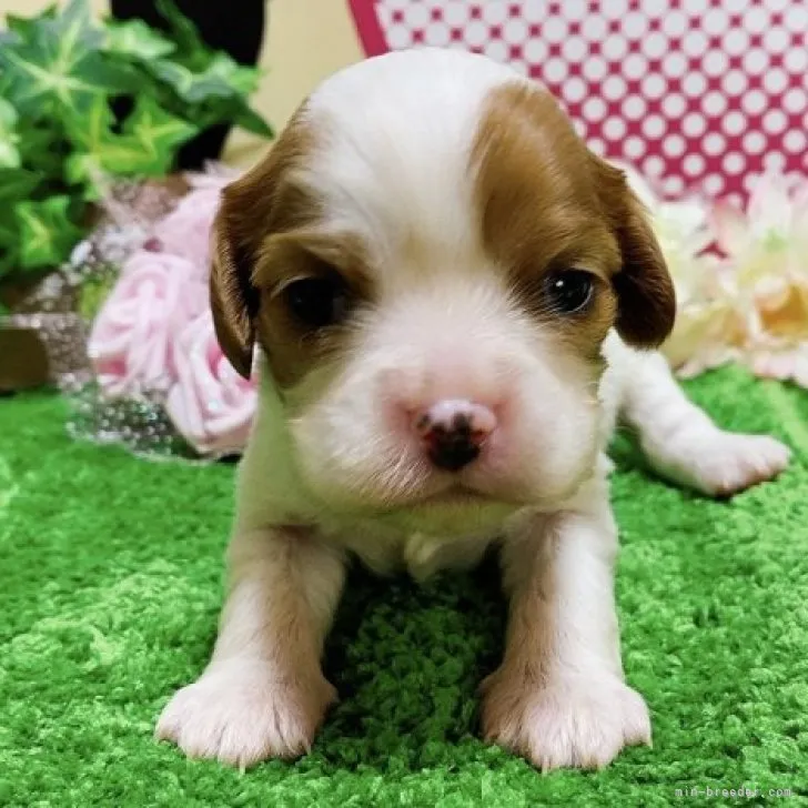 ID：2304-00987の子犬