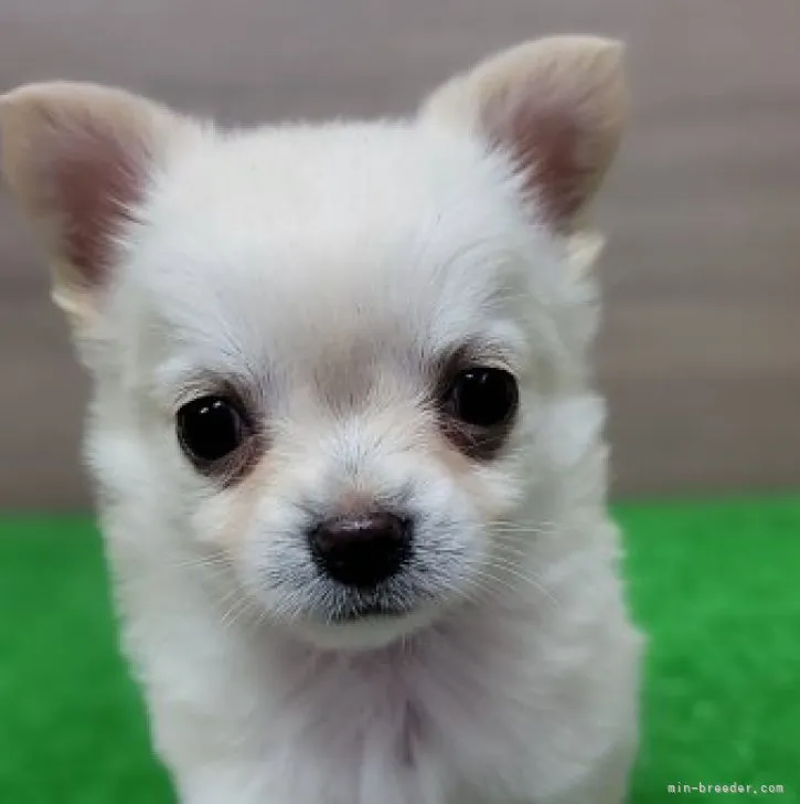 ID：2302-03453の子犬