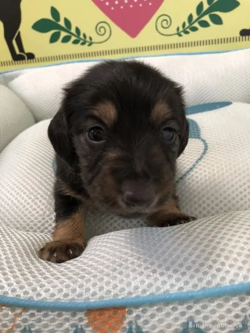 あい 様のお迎えした子犬