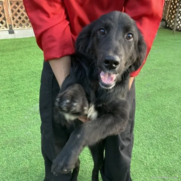 ID:2310-02561の子犬