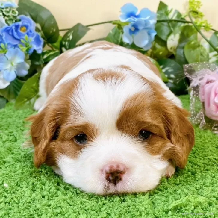 ID：2406-01352の子犬