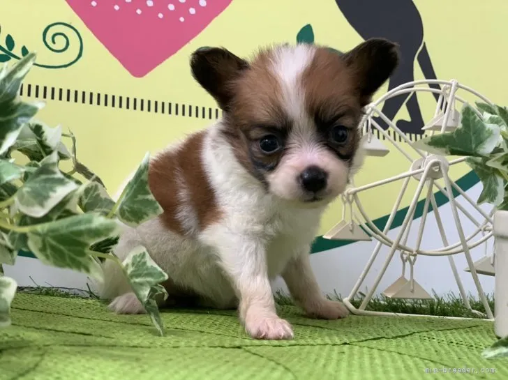 ID:2009-03459の子犬