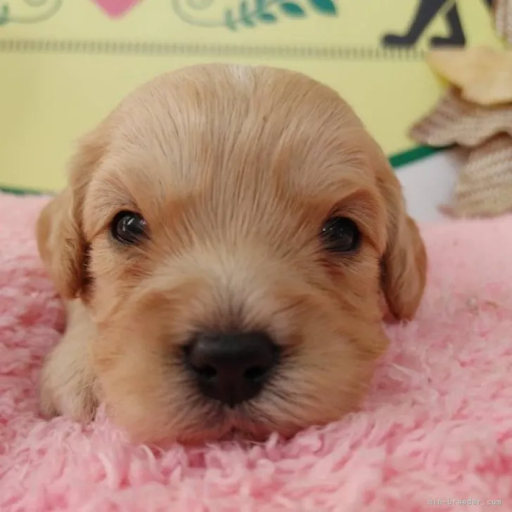 ID：2310-04083の子犬