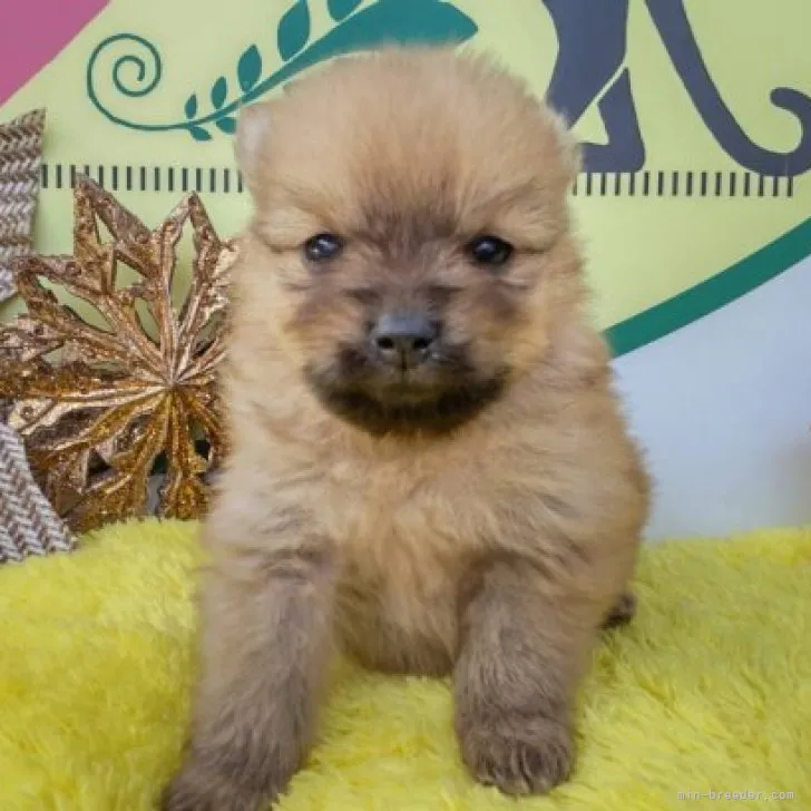 ID：2212-04543の子犬