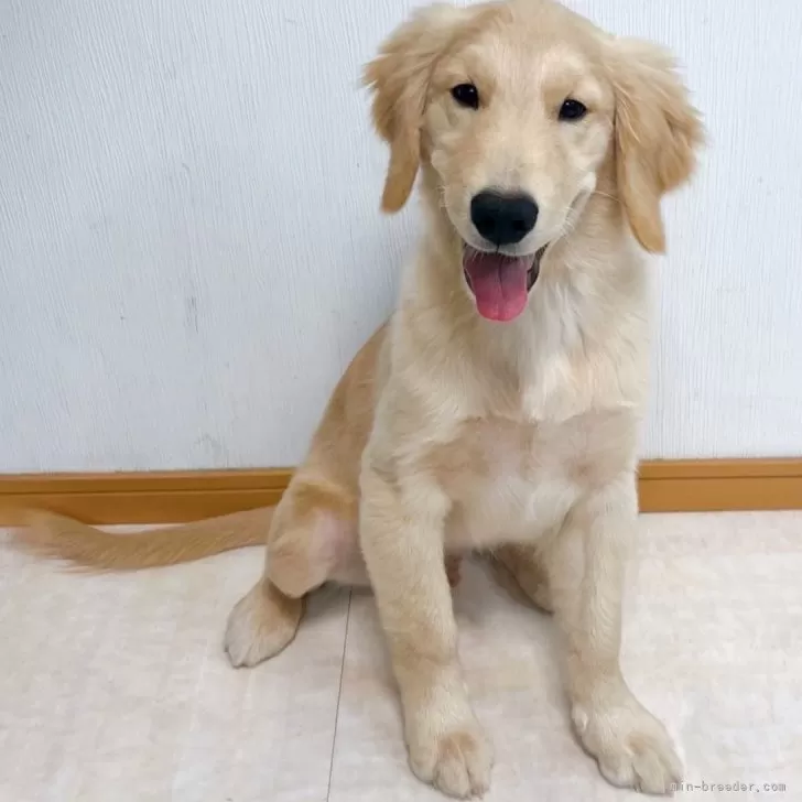 T.T 様のお迎えした子犬
