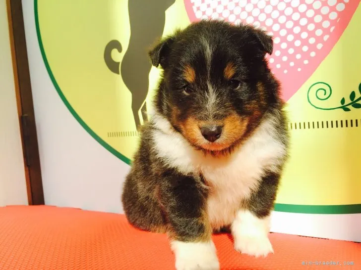 ID：1701-02028の子犬