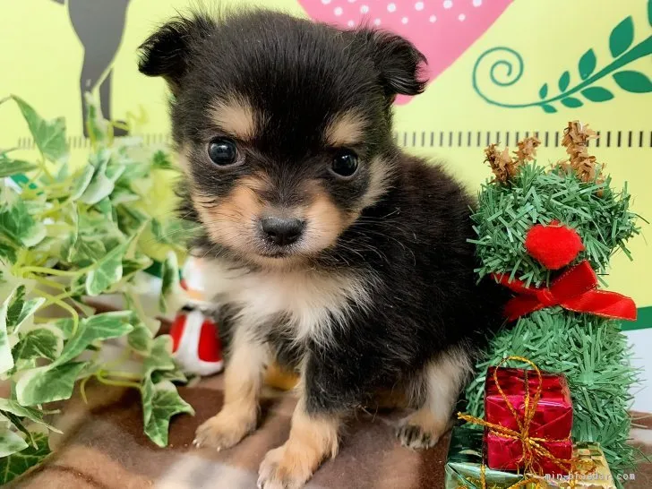 ID：2012-01826の子犬