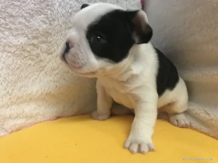 ID：1911-02407の子犬