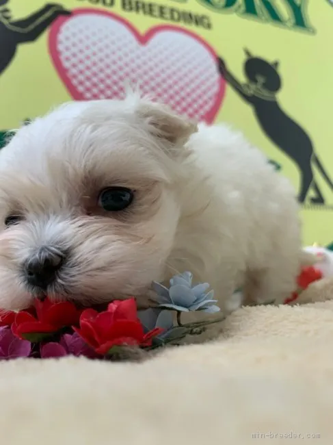 ID：2101-02505の子犬