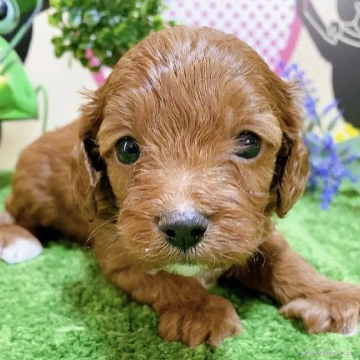 ID:2304-00979の子犬