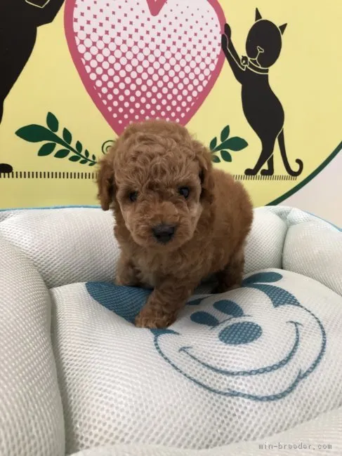ID:1809-01996の子犬
