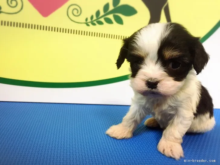ID:1702-00325の子犬