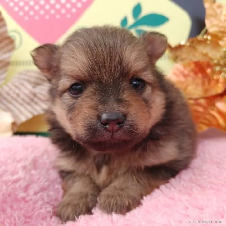 ID：2211-01389の子犬