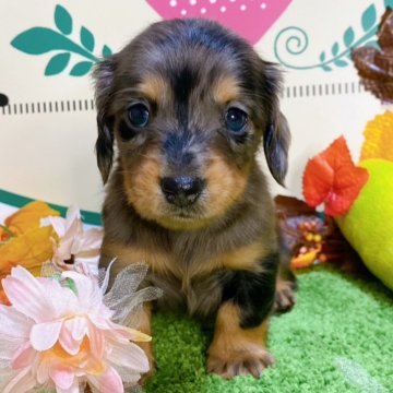 チワックス(チワワ×ダックスフンド)【栃木県・女の子・2024年8月23日・チョコダップル】の写真「７頭兄妹です！」