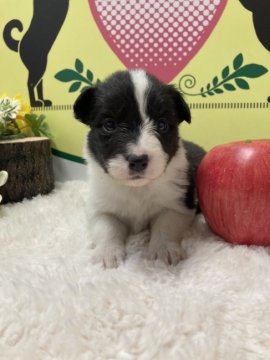 ボーダーコリー【栃木県・女の子・2021年12月14日・ブラック&ホワイト】の写真「優しいお顔の子犬です！」