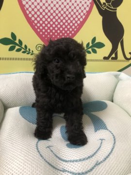 トイプードル(トイ)【栃木県・女の子・2018年8月1日・ブラック】の写真「真っ黒い女の子です！」