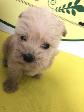 マルチーズとトイプードル【栃木県・女の子・2018年3月8日・アプリコット】の写真「兄弟犬の中で1番甘えん坊ちゃんです！！」