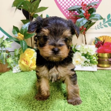 ヨークシャーテリア【栃木県・男の子・2023年11月17日・スティールブルータン】の写真「５頭兄妹です！」