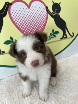 ボーダーコリー【栃木県・女の子・2021年12月14日・チョコレート&ホワイト】の写真「ブレイズも太くとても珍しいカラーでございます！！」