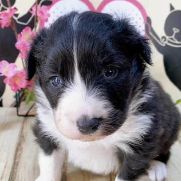 ボーダーコリー【栃木県・男の子・2023年1月1日・ブラック&ホワイト】の写真「２頭兄弟です！」