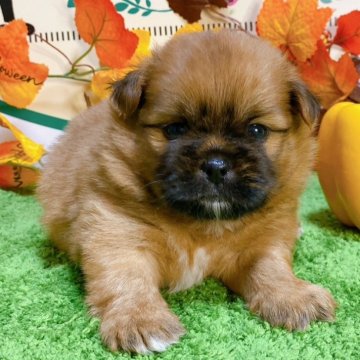 ミックス(ポメラニアン×シーズー)【栃木県・男の子・2024年8月30日・レッド】の写真「２頭兄妹です！」