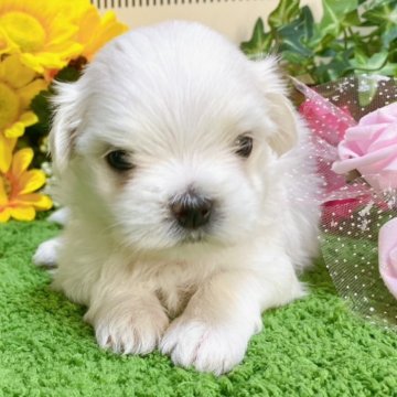 マルチーズ【栃木県・女の子・2024年7月5日・ホワイト】の写真「６頭兄妹です！」