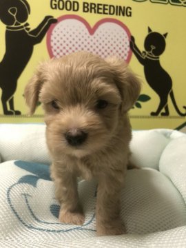 とても可愛いマルプーちゃんのご紹介です!【栃木県・男の子・2018年7月11日・アプリコット】の写真「とても仲の良い可愛い兄弟のマルプーちゃんです！」