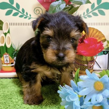 ヨークシャーテリア【栃木県・男の子・2023年11月17日・スティールブルータン】の写真「５頭兄妹です！」