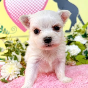 マルチーズ【栃木県・男の子・2024年2月14日・ホワイト】の写真「５頭兄妹です！」