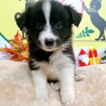 ボーダーコリー【栃木県・男の子・2024年9月19日・ブラック&ホワイト】の写真「９頭兄妹です！」