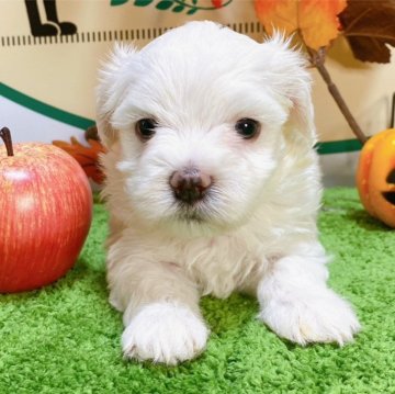 マルチーズ【栃木県・男の子・2024年8月15日・ホワイト】の写真「３頭兄妹です！」