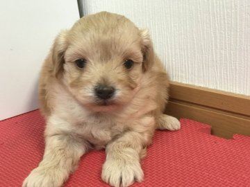 お父さんプードルでお母さんマルチーズのミックスです【栃木県・男の子・2018年3月28日・アプリコット】の写真「可愛いマルプーちゃんの兄弟のご紹介です！」