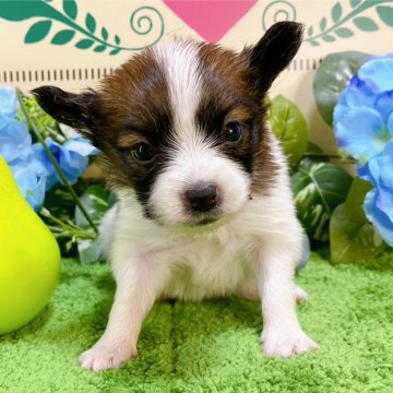 パピヨン【栃木県・女の子・2024年5月11日・ホワイト&ブラウン】の写真「５頭兄妹です！」