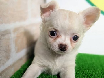 チワワ(ロング)【栃木県・女の子・2022年1月25日・クリーム】の写真「優しいお顔の女の子です！」