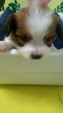 パピヨン【栃木県・女の子・2019年3月3日・ホワイト&ブラウン】の写真「兄弟の中で一番模様のない可愛い子です！」