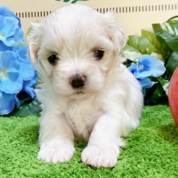 マルチーズ【栃木県・女の子・2024年5月11日・ホワイト】の写真「５頭姉妹です！」