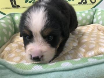 バーニーズ・マウンテン・ドッグ【栃木県・男の子・2018年6月15日・ブラックラストアンドホワイト】の写真「つぶらな瞳の男の子です。」