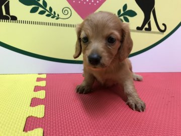 ミニチュアダックスフンド(ロング)【栃木県・女の子・2017年9月20日・レッド】の写真「四頭兄妹の女の子です！」