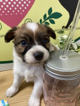 パピヨン【栃木県・男の子・2021年4月27日・ホワイト&ブラウン】の写真「とても可愛い4頭兄妹です！」