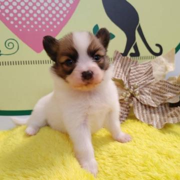 パピヨン【栃木県・女の子・2022年10月19日・ホワイト&ブラウン】の写真「６頭兄妹です！」