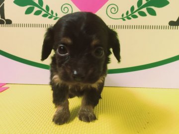 父チワワ母ミニチュアダックスです。【栃木県・男の子・2017年4月15日・ブラック&タン】の写真「目がくりくりした子です♬」
