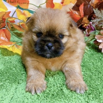 ミックス(ポメラニアン×シーズー)【栃木県・女の子・2024年8月30日・レッド】の写真「２頭兄妹です！」