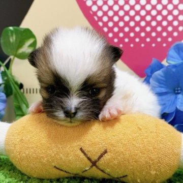 ポメラニアン【栃木県・男の子・2023年3月14日・ホワイトブラウン】の写真「５頭兄妹です！」